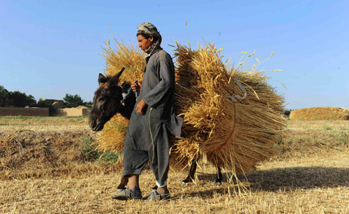 Vàng ươm những cánh đồng lúa mì Afghanistan ảnh 8